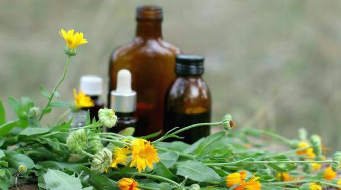 Жаркент өңірінде өсетін дәрілік өсімдіктер