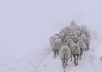 Тобық ЖАРМАҒАМБЕТОВ: ОТАМАЛЫ