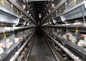 Құс фабрикасы мен сатып алушылар арасындағы сатылас келісім