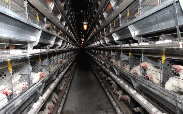 Құс фабрикасы мен сатып алушылар арасындағы сатылас келісім