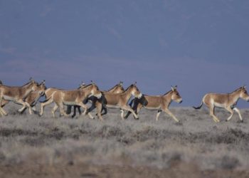 «Алтын-Емел – құландар мекені» фестивалі жалғасын тапты