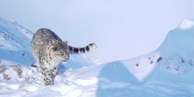 Қар барысы Катон-Қарағай ұлттық паркінде фототұзаққа түсті