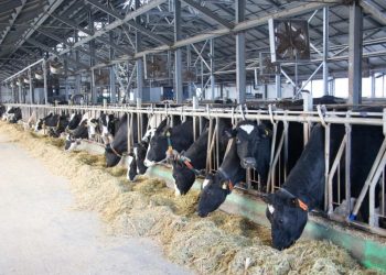 Жетісуда асыл тұқымды мал басы 13,4%-ға артты
