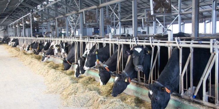 Жетісуда асыл тұқымды мал басы 13,4%-ға артты