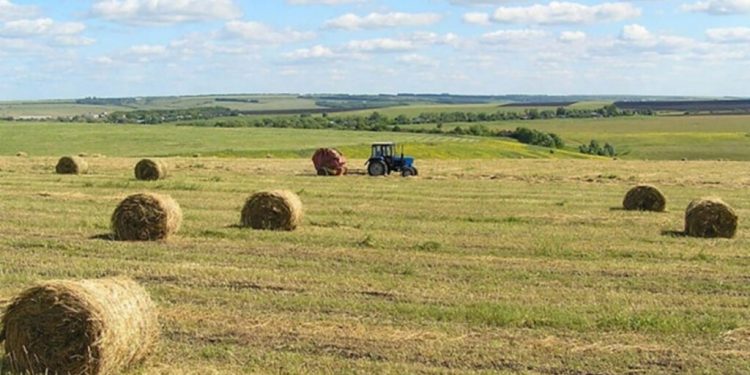 Жаркент шаруалары қысқа қам жасауда: мыңдаған тонна шөп пен сүрлем әзірленеді
