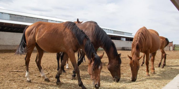 Жетісу облысында соңғы 3 жылда ауыл шаруашылығы өнімдерінің өндірісі 4,2%-ға, ал мал басы 8,1%-ға өсті