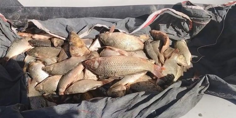 Биыл Балқаш пен Алакөлге 750 мыңнан астам шабақ жіберіледі