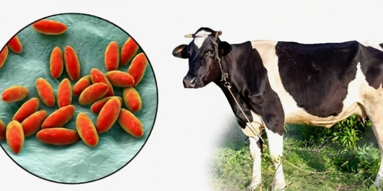 «Бруцеллез ауруы жайында не білесіз?