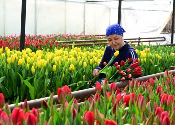 Жетісу облысында 8 наурыз қарсаңында бір отбасы 60 мың қызғалдақ өсірді