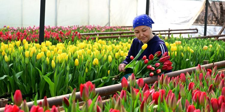 Жетісу облысында 8 наурыз қарсаңында бір отбасы 60 мың қызғалдақ өсірді