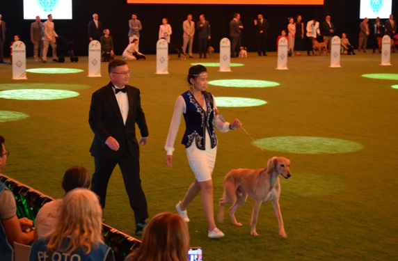 Қазақы тазы Болоньяда өткен World Dog Show 2026 көрмесінде салтанатты түрде таныстырылды